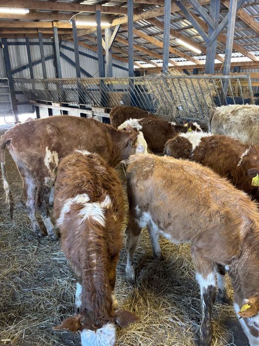 Sprzedam byki oraz jałówki