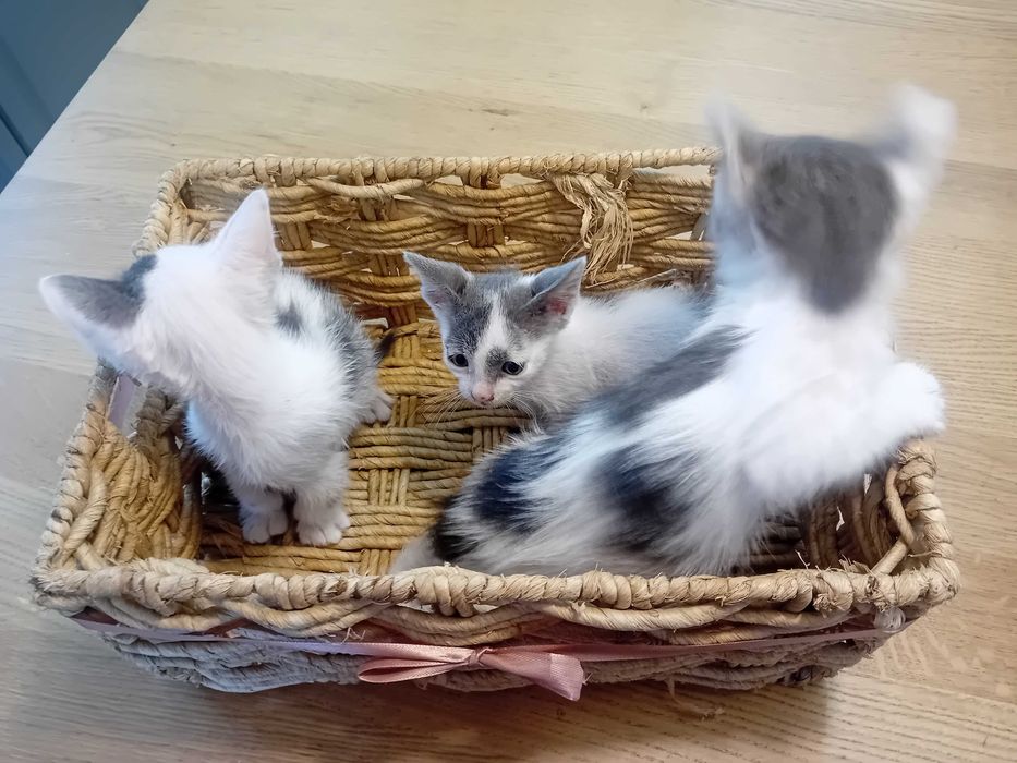 Ofereço gatinhos cerca de 2 meses