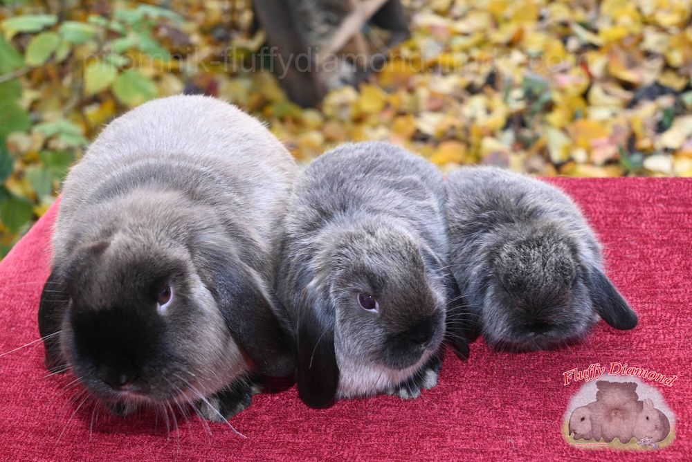 Висловухі кролики забарвлення коричневий мардер. Рідкісний. Розкішний.