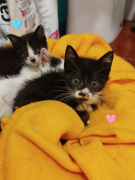 Gatinhos bebés para adoção