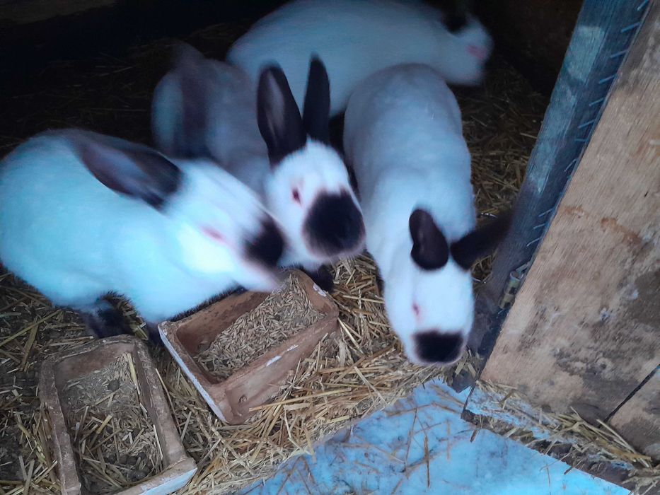 Kalifornijski czarny