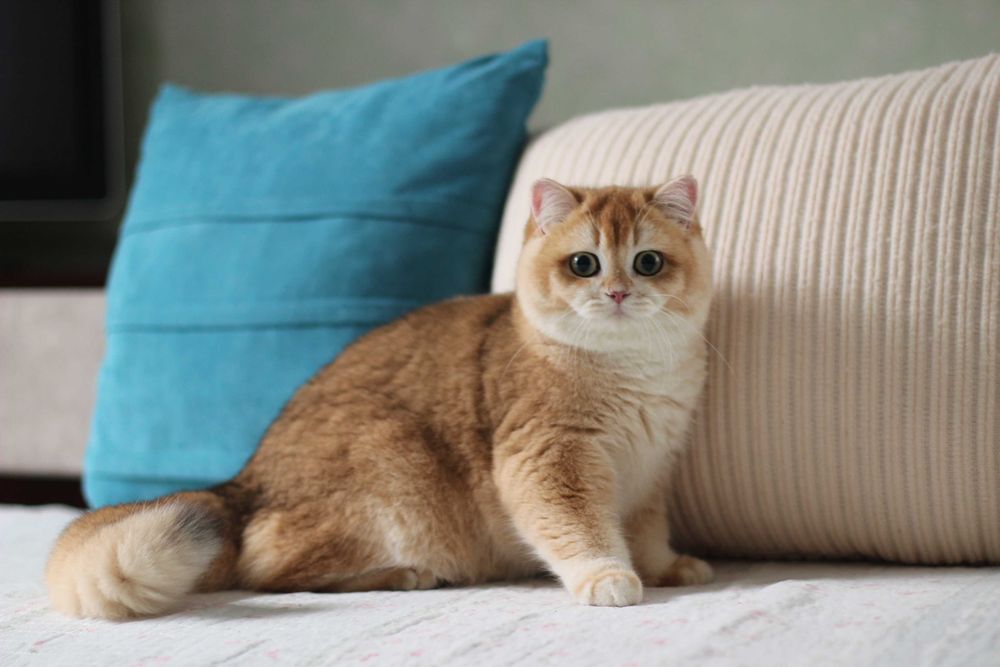 Британсьеі котики та киці