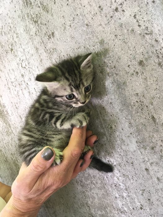 Маленькі клубочки щастя)