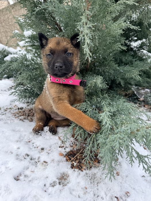 Щенки с документами  Бельгиской