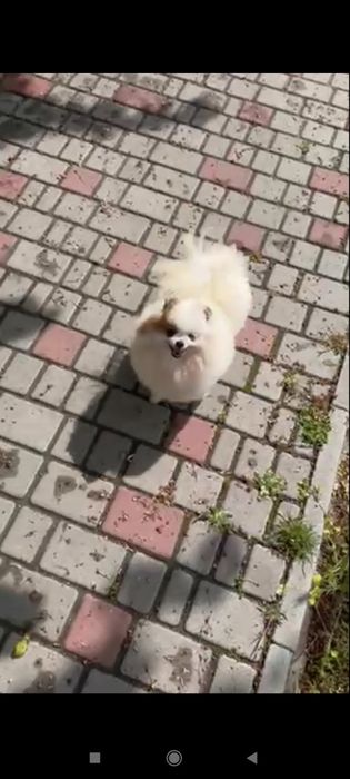 Померанский шпиц девочка