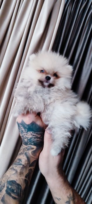 В наявності є шпіци. Запитуйте