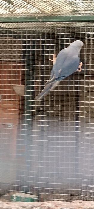 Ring neck para ceder