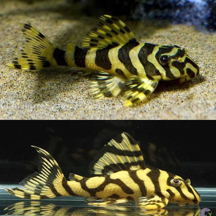 Peckoltia L-134 Compta "Leopard Frog pleco" zbrojnik