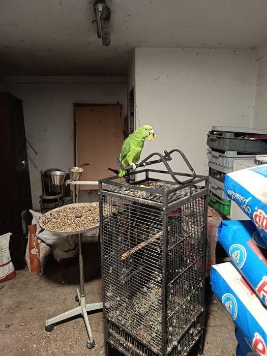 Papagaio amazona auropalliata