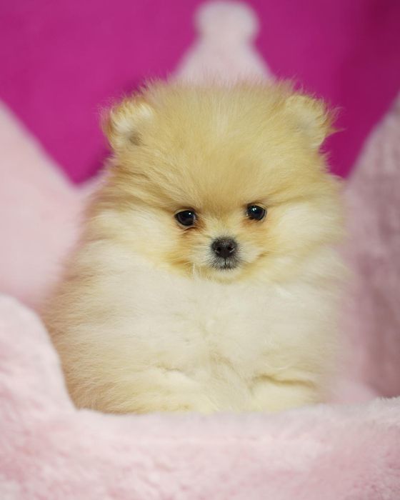 Pomeranian suczka mini mini ,po rodzicach z FCI