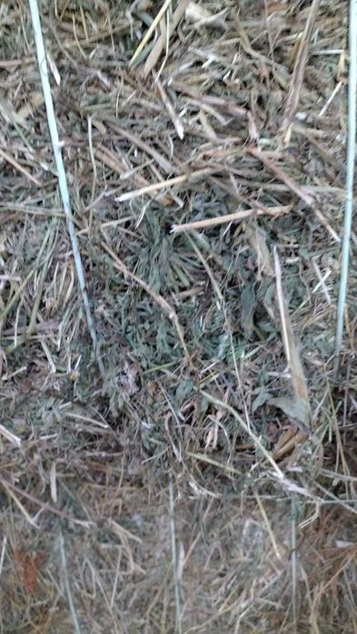 Luzerna de alta qualidade