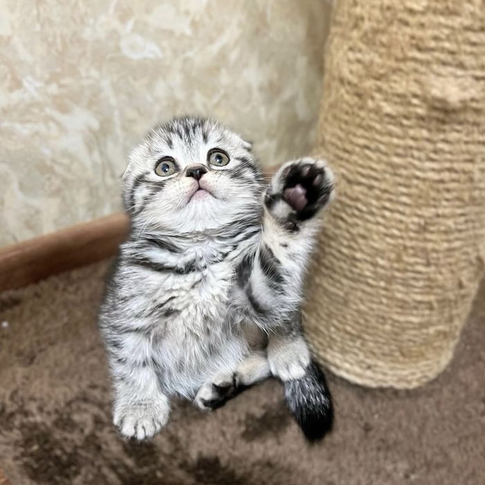 Домашні пухнастики