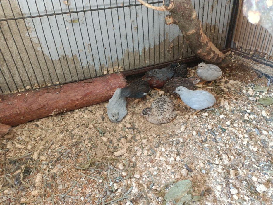 Przepiórki chińskie