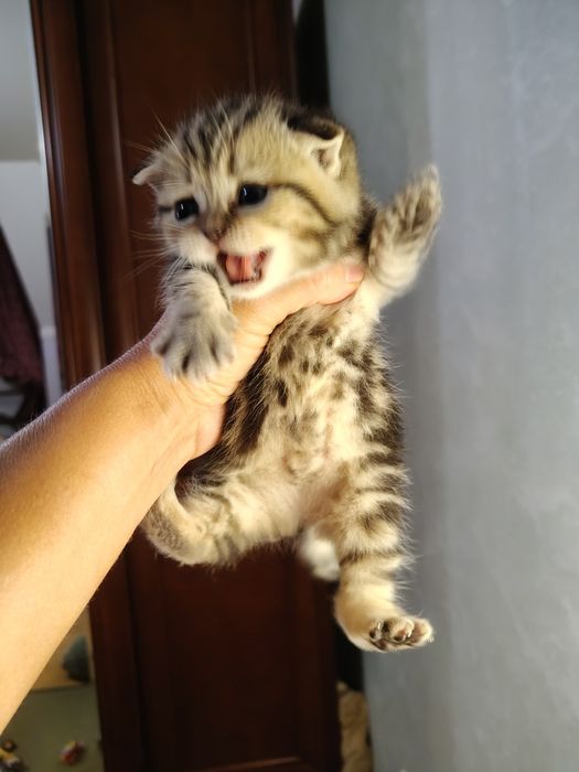 Шотландські кошенята