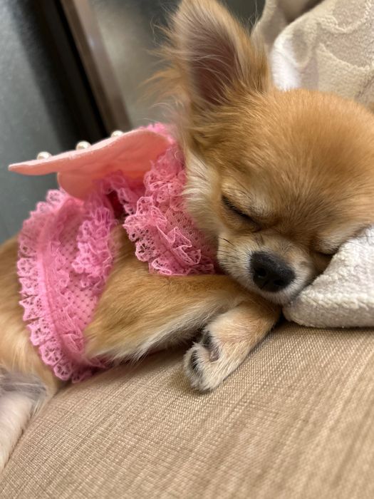 Szelki dla małego psa York  rozmiar Lpomeranian mlbuldog maltańczyk