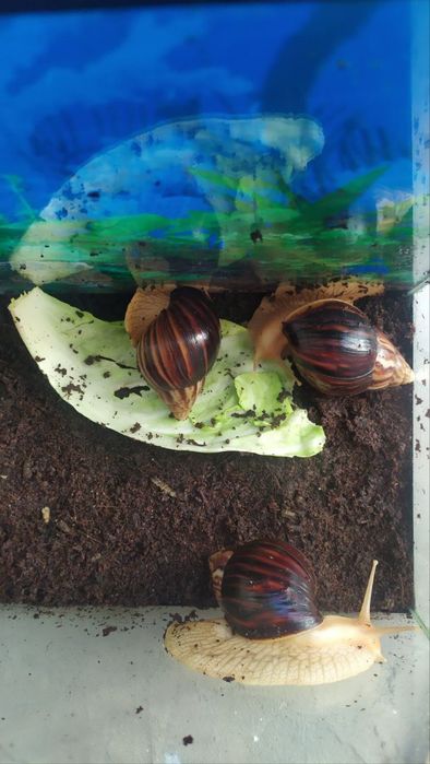 Ахатинские улитки