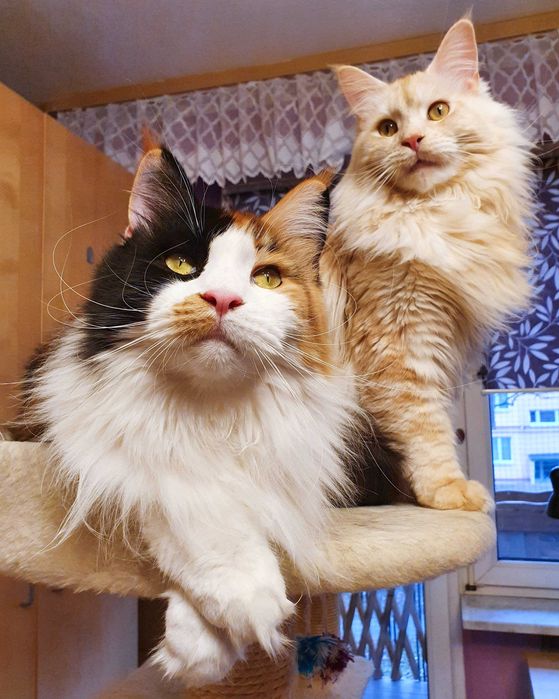 Angielski korepetycje, konwersacje