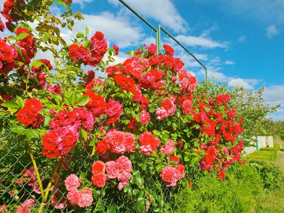 Działka ROD na sprzedaż