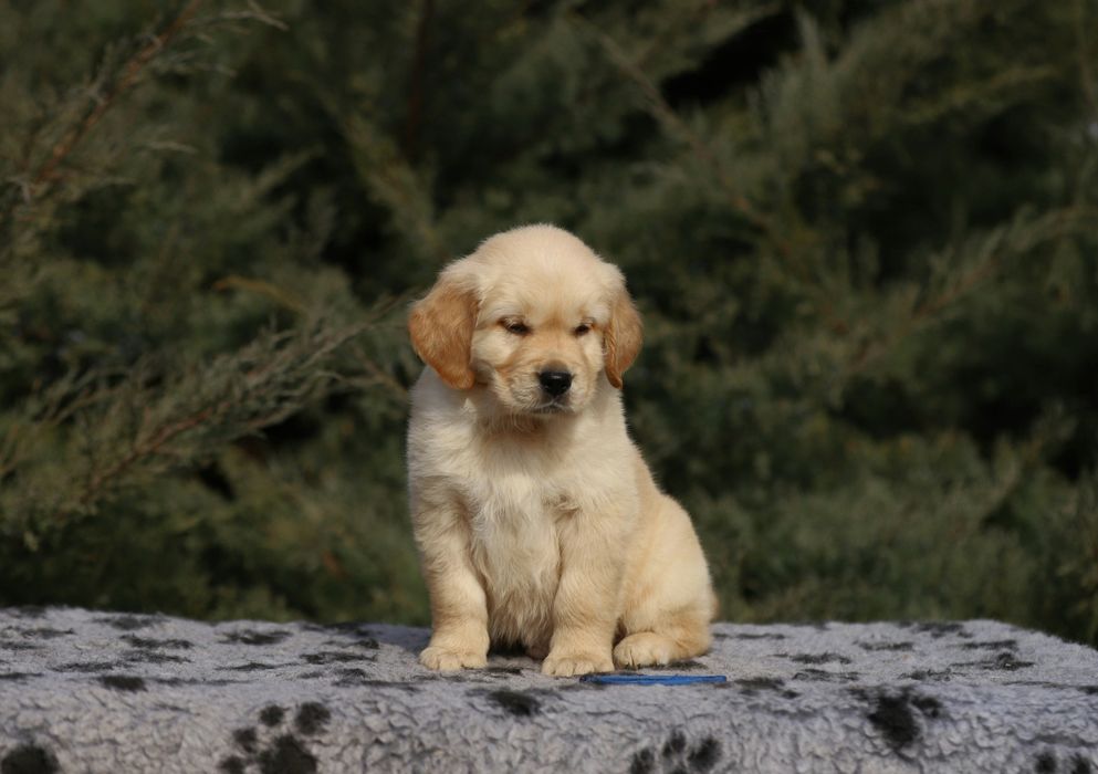 Цуценя золотистого ретрiвера