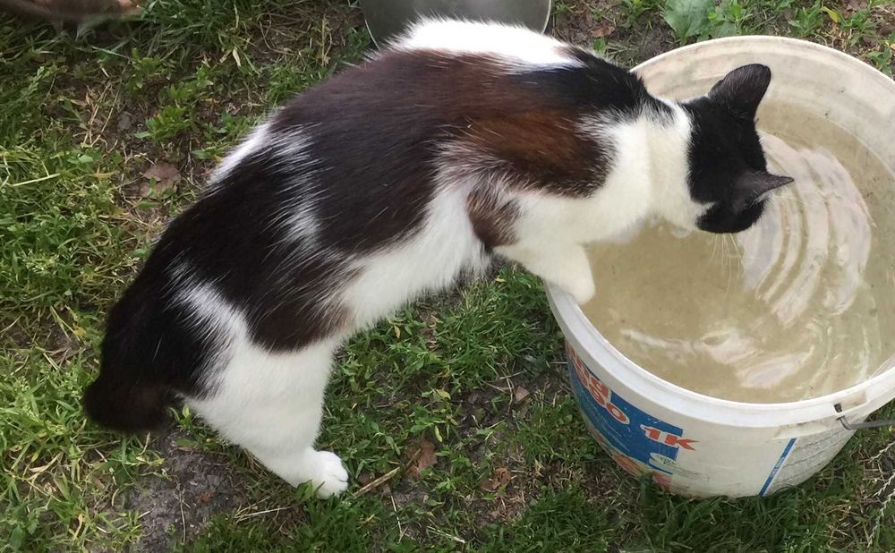 Загубилася кішка, Бровари, р-н Автошкола