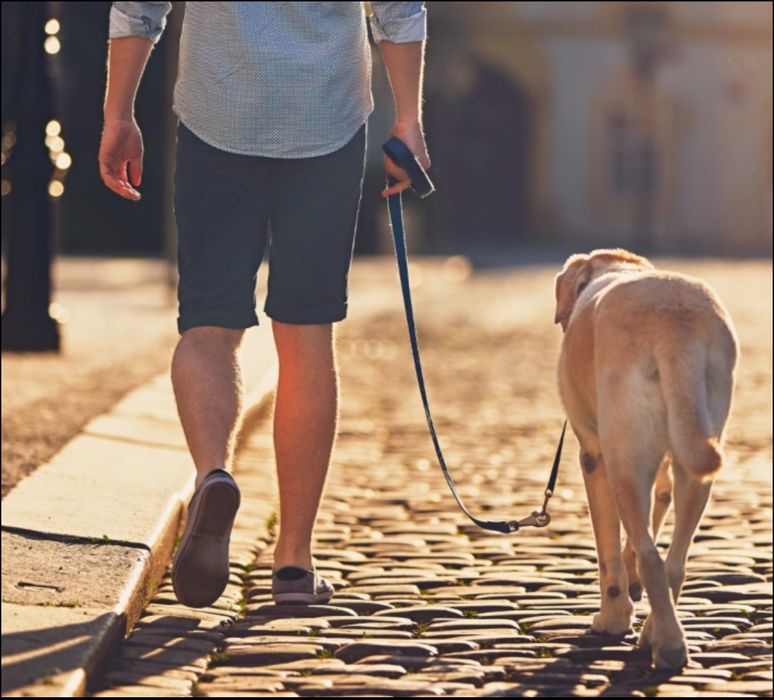 Passeio de cães - Vilar Andorinho