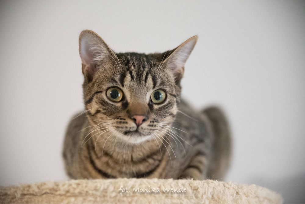 Kocurek, kot szuka domu.