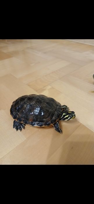 Żółw hieroglify samica parka
