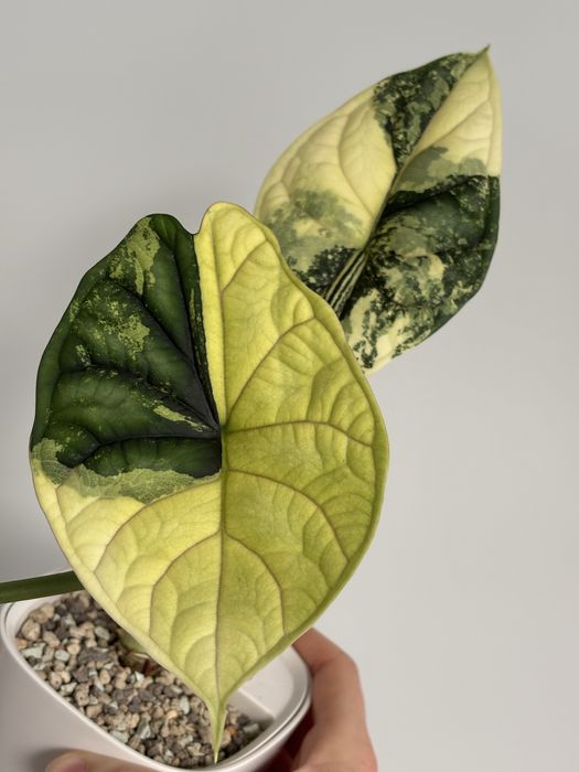 Alocasia Dragon Scale Variegata  Bulwa