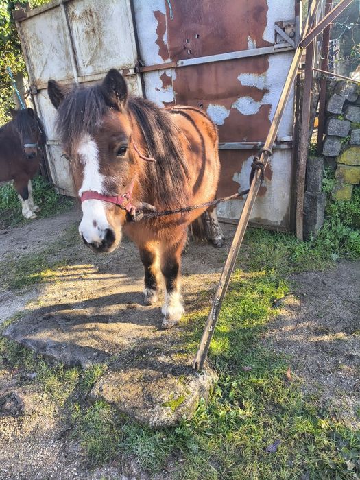 Ponei fêmea mansinha