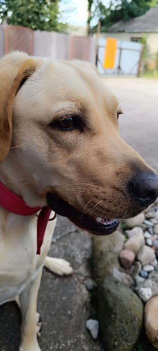 Labrador suczka