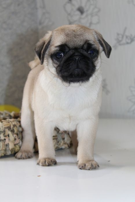 Мила мала мопсішка