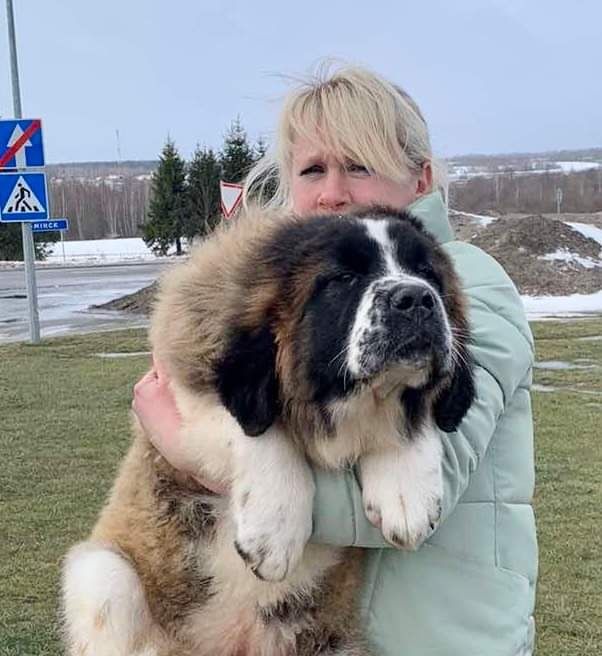 Moskiewski Pies Stróżujący ( prezent)