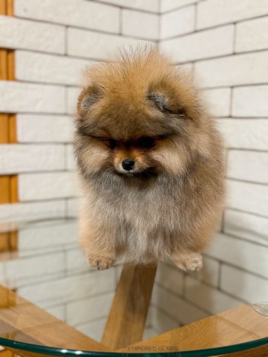 Дівчинка шпіц 2,5 міс