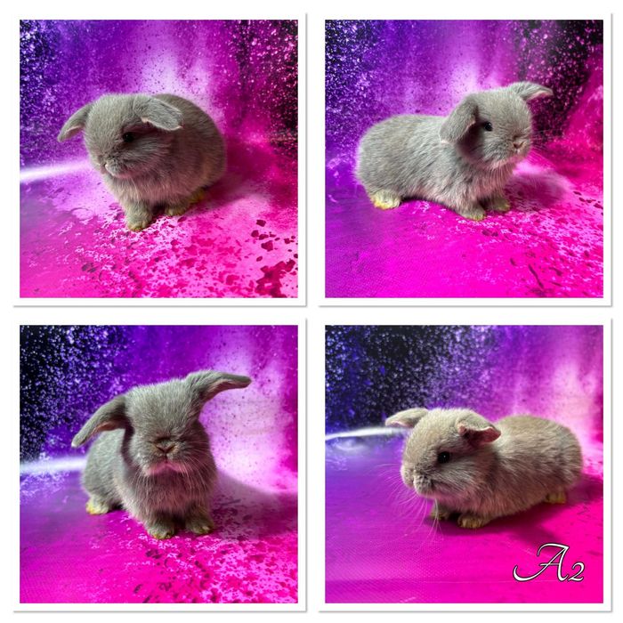 Mini Lop - samczyki i samiczki