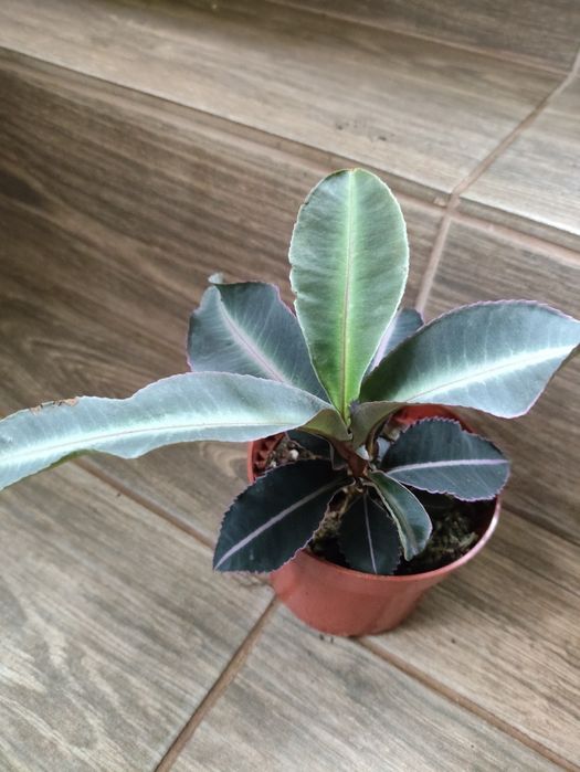 Labisia pumila l