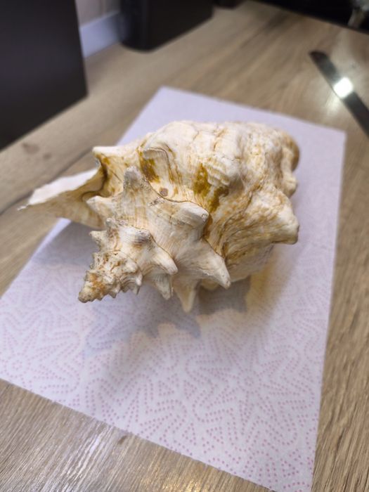 Ракушка океаническая