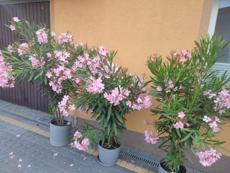 Oleander bialy i różowy
