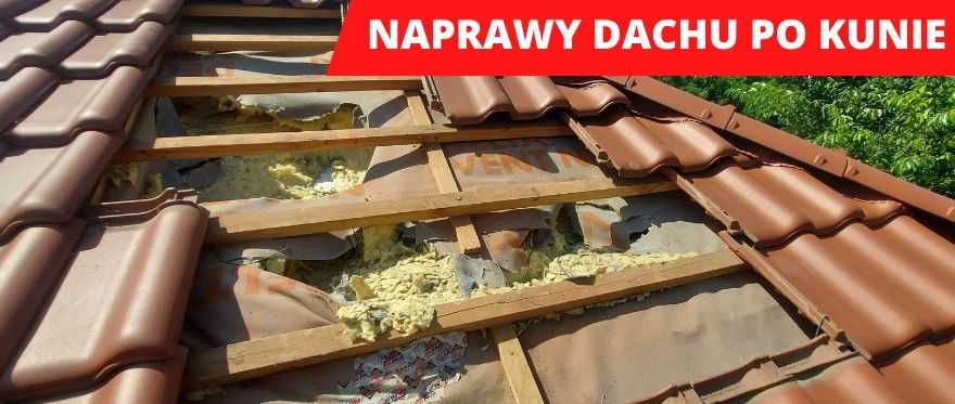Kuna na poddaszu pastuch i naprawa dachu pomoc ubezpieczenia Wrocław