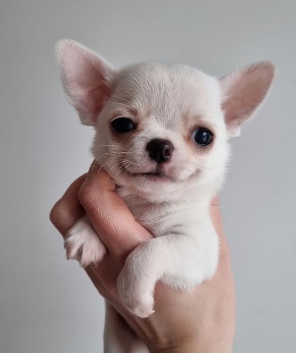 Chihuahua Krótkowłosy Chłopczyk ZKwP FCI