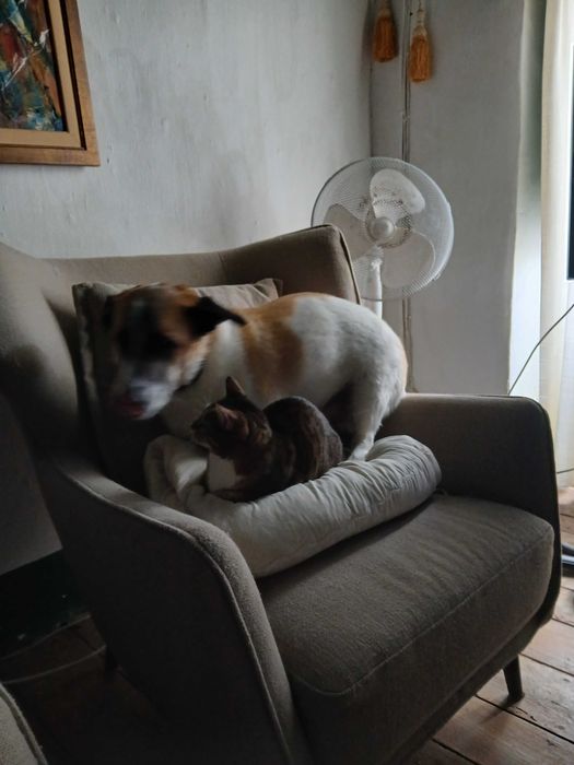 DAr Cão para daoção