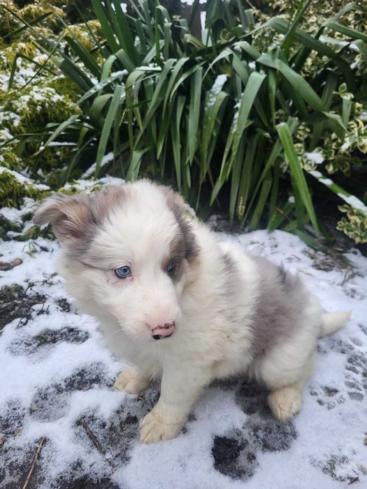 Piesek Border Collie blue merle