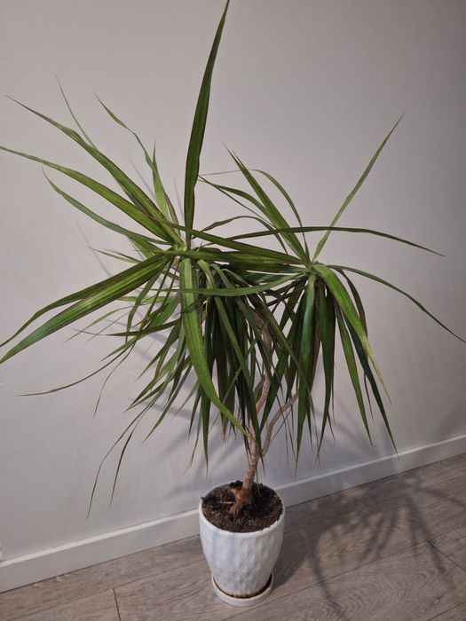 Kwiat dracena ok 80cm
