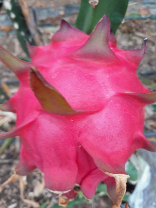 Pitaia com raiz. Dragon Fruit. Jindu e Ghihonglong