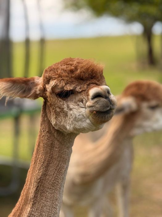 Młoda piękna samiczka alpaka