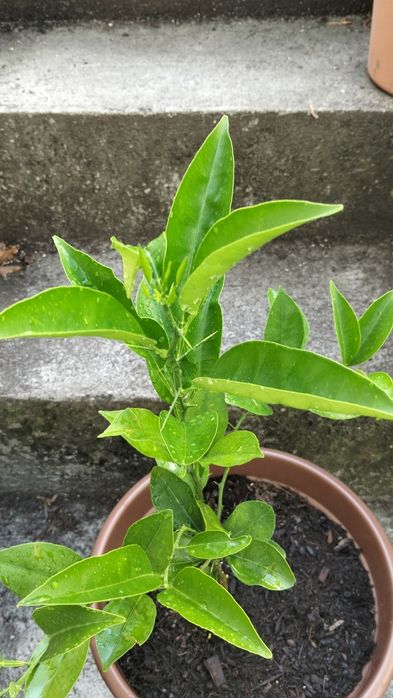 Laranjeira em vaso