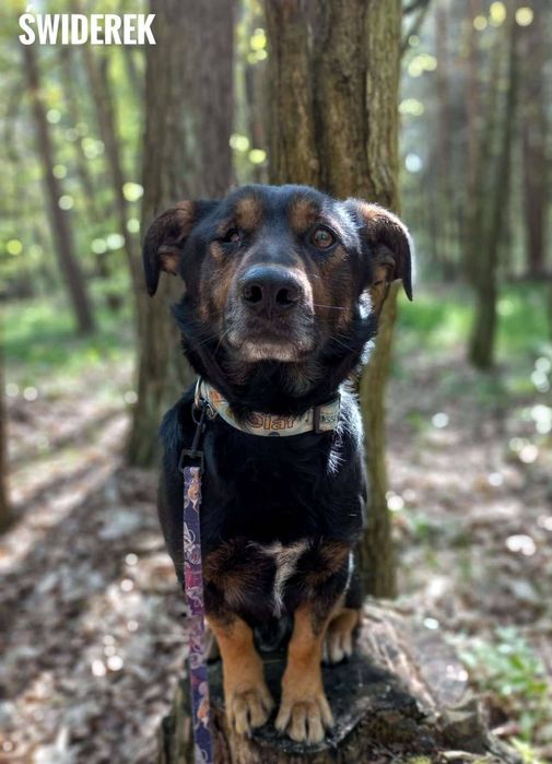 Swiderek, 4letni 13kg adopcja za darmo oddam