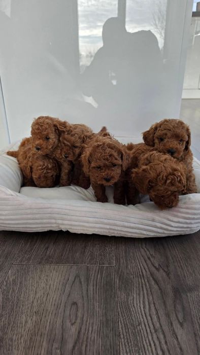 Той пудель  шикарні  малята.