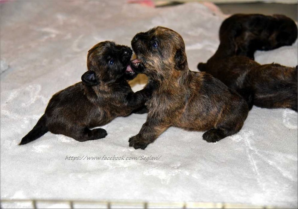 Cairn Terrier - rodowodowy (ZKwP/FCI) piesek