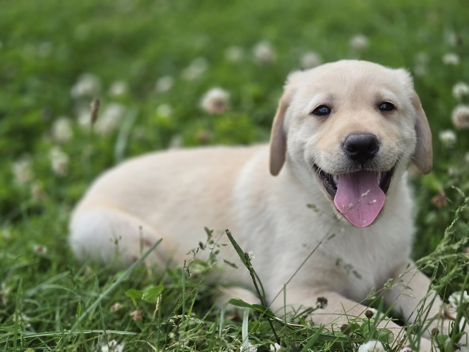 Labrador retriever  szczenię  z metrykę