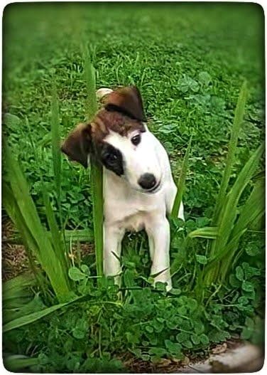 Fox Terrier de Pêlo Liso
